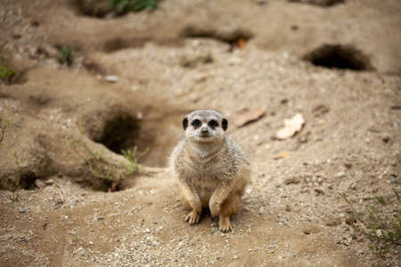 Caged wild animals in captivity at ZOO.の写真素材