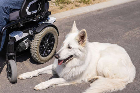 Man with disability with his service dog using electric wheelchair.の写真素材