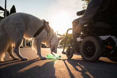 Man with disability with his service dog using electric wheelchair.の写真素材