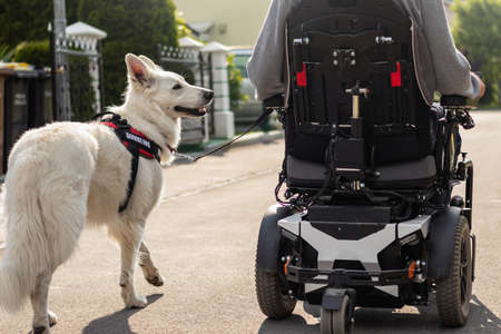 Man with disability and his service dog, a beautiful White Swiss Shepherd.の写真素材