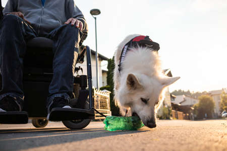 Man with disability with his service dog using electric wheelchair.