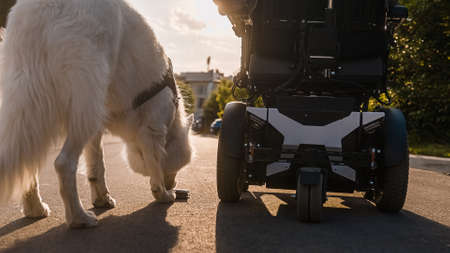 Service dog picking up a wallet, which fell to his owner sitting in a wheelchair.