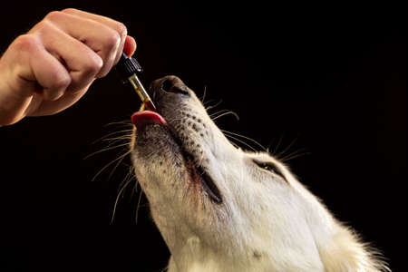 Dog licking a dropper with CBD oil. Hemp oil deliver plenty of medicinal benefits for pets.の写真素材
