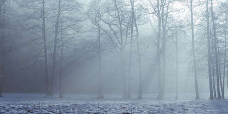 Sun rays shines through the trees on a cold misty winter morning with fog.の写真素材