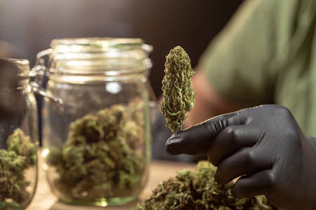 Hand holding a dry marijuana hemp weed bud for recreational and medical use.