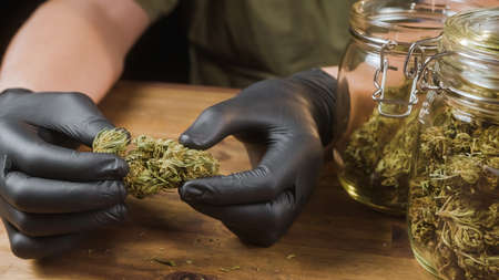 Hands holding a dry cannabis flower bud, prepared for trimming. On the table are storage glass jars full of CBD buds.の写真素材