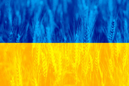 Wheat price increase in Ukraine with flag as a concept.の写真素材