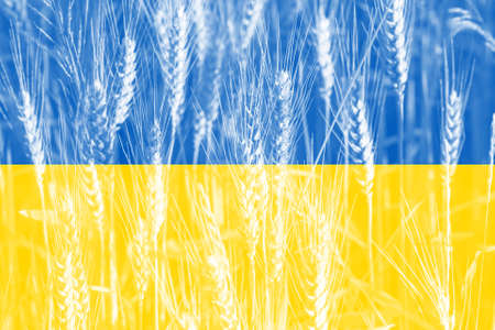 Wheat price increase in Ukraine with flag as a concept.の写真素材
