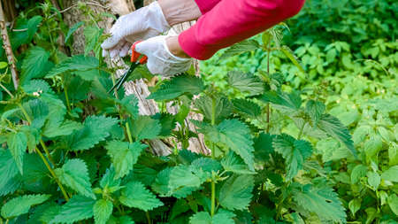 Caucasian female mature hands wearing gloves, cutting stinging nettle plant and putting in a wicker basket, handheld shot.の写真素材