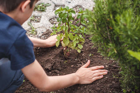 Caucasian male child enjoying gardening, planting mint herb seedling into the fertile soil of medicinal garden with thyme and rosemaryの写真素材