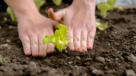 Child hands planting a lettuce seedling on earth day, handheld close-up shot.の写真素材