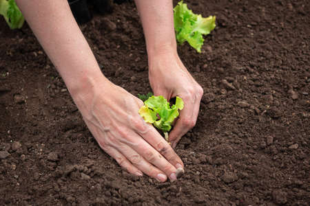 Caucasian female hands transplanting lettuce seedlings in dark fertile soil, prepared by loosening, close up shot.の写真素材