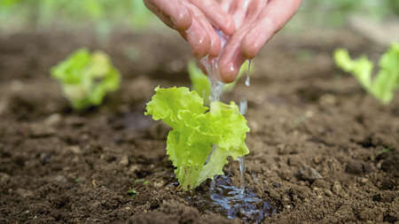 Female hands gently water a tiny lettuce seedling on earth day, pouring water from folded palms, close-up shot.の写真素材