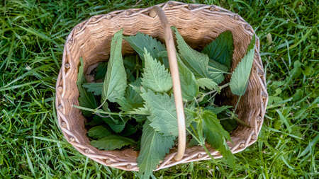 Fresh snipped stinging nettles in a wicker basket for detoxの写真素材