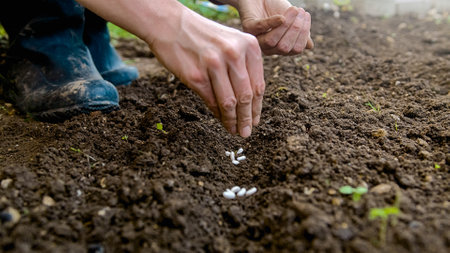 Caucasian female hands sowing bean seeds outdoors, into the soil scratched out with rows, close-up...