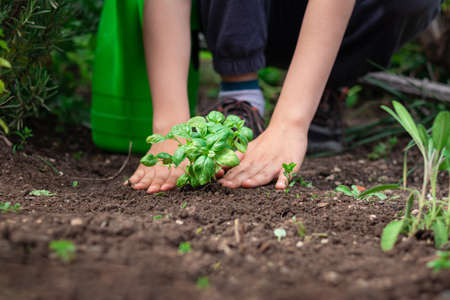 Caucasian male child enjoying gardening, planting mint herb seedling into the fertile soil of medicinal garden with thyme and rosemaryの写真素材