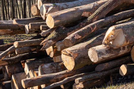 Pile of log trunks, logging timber forest wood industry.