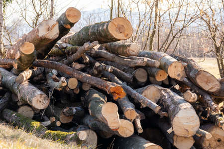 Pile of log trunks, logging timber forest wood industry.