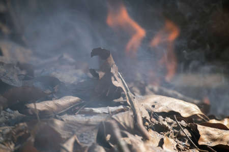 Fire burning in a forest with dry leaves, close up.の写真素材