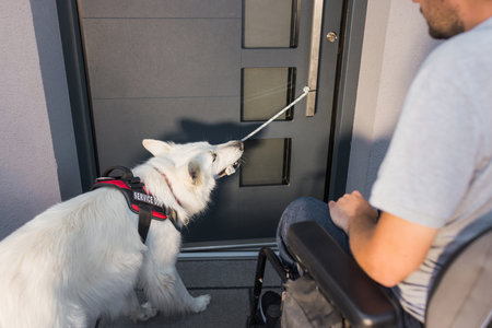 Assistance dog helping a man in an electric wheelchair leave the home by closing the door. Mobility service and support dogs concept.の写真素材
