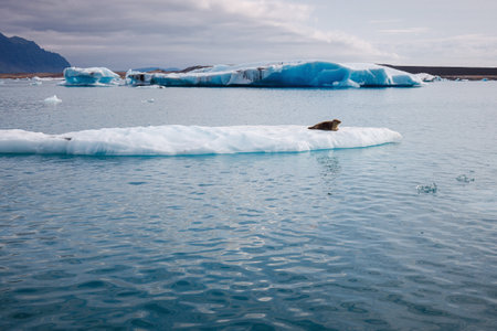 Icelandic glacial scenery, magnificent ice form, iceberg floating in the calm blue water. Unique...
