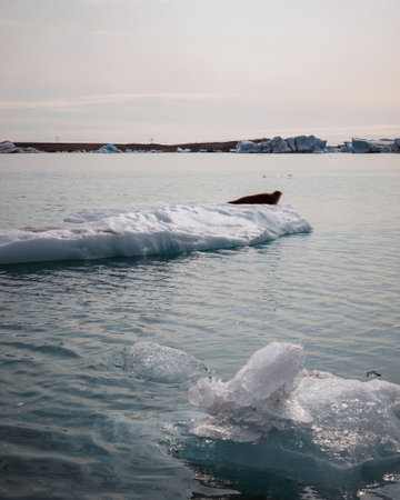 Jokulsarlon glacier lagoon in summer, with melted icebergs, spectacular glacial tongue, and sky in...
