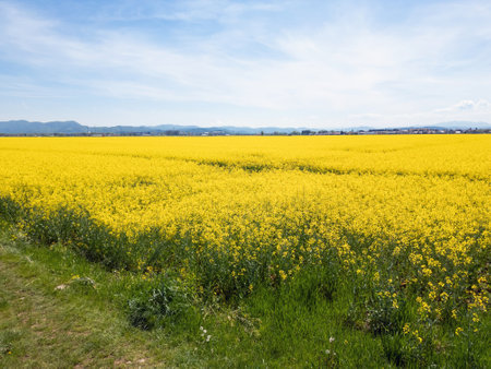 Beautiful, endless cultivated yellow flowering rapeseed fields in the summertime, aerial view. Oilseed rape, production, and agronomy concepts.の写真素材