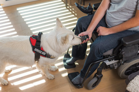 Trained service dog responding to a command from his owner man in a wheelchair, picking up dropped...