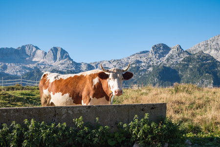 Brown cow grazing on meadow in mountains. Cattle on alpine pasture.の写真素材