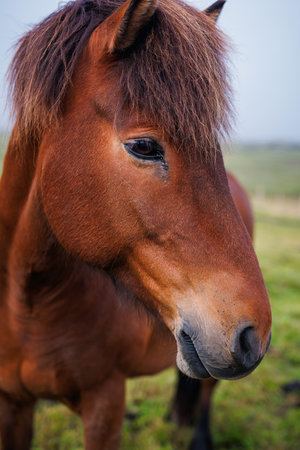 Wonderful, unique Icelandic horse, bay color, and his herd in the field in the background. Natural treasure and tourism concepts.の写真素材