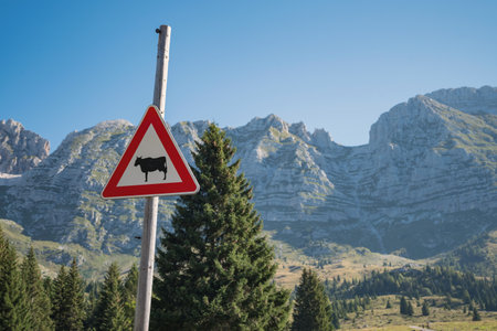 Warning cow sign and cattle hazard on a mountain pastureの写真素材