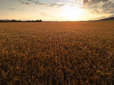 Golden wheat field at summer evening sunset, aerial shot. Nature concept.