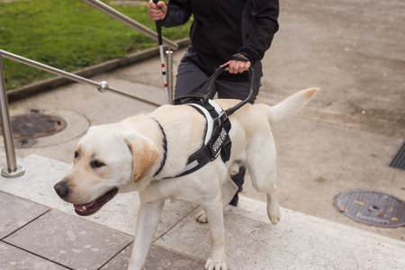 Trained guide dog, helping a blind woman with a white cane to safely walk down the staircase on an urban city street.の写真素材
