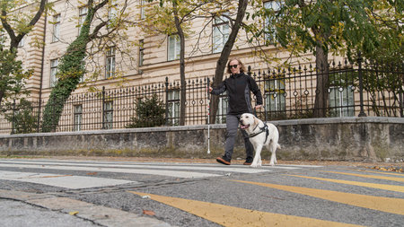 Guide dog walking close to his blind owner and helping her to cross a street on a marked crosswalk....