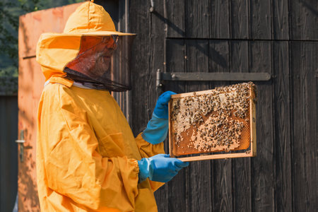 Beekeeper viewing movable bee hive frame, inspecting colony health and size. Concept of honey farmer...
