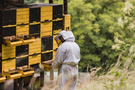 Beekeeper in full protective gear standing in front of beehive boxes, holding and inspecting a frame...