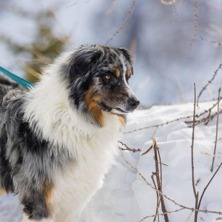 Dog in snowy landscape in the winter mountainsの写真素材