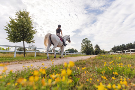 Pretty girl, a horseback rider riding beautiful snow white horse, walking along a path on a sunny summer dayの写真素材