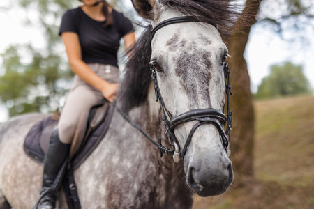 Pretty girl, a horseback rider riding beautiful gray horse, walking along a path on a sunny summer dayの写真素材