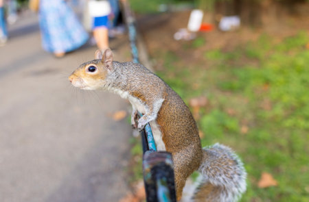 Squirrel in St James Park in Londonの写真素材