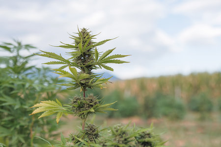 Young green cannabis plant during the vegetative stage on the plantation, close up shot. Weed growth concept.の写真素材
