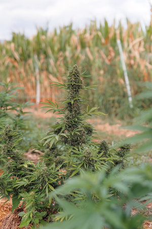 Stem tip of the cannabis plant in the flowering stage, green foliage with a flower bud, close up...