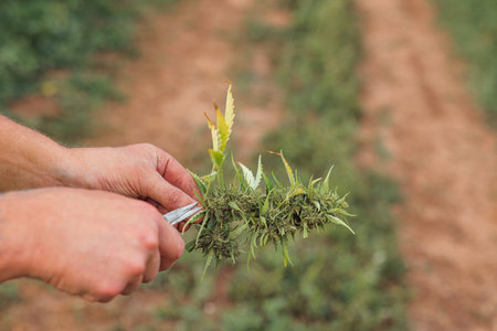 Male hands holding scissors and trimming leaves from freshly harvested cannabis bud, close up shot. Marijuana wet trim concept.の写真素材