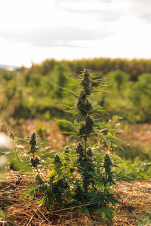 Top of the CBD hemp plant in flowering at the outdoor plantation, close-up shot. Hemp and cannabis flowers growing concept.の写真素材
