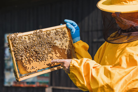 Hobby beekeepe holding a honey frame with brood and honeycomb, portrait shot. Concept of work in an apiary.の写真素材