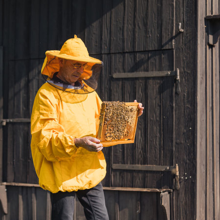 Beekeeper viewing movable bee hive frame, inspecting colony health and size. Concept of honey farmer and apiarist work.の写真素材