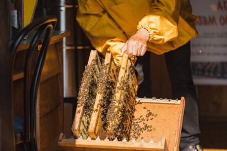 Apiarist putting wooden hive frames with honeycombs and bees on the beekeeping frame holder during a hive inspectionの写真素材