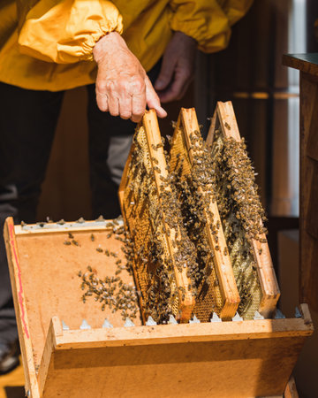 Apiarist putting wooden hive frames with honeycombs and bees on the beekeeping frame holder during a...