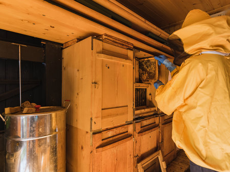 Apiarist putting wooden hive frames with honeycombs and bees on the beekeeping frame holder during a...