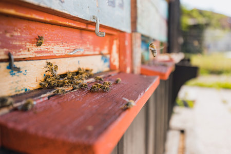 Worker bees, flying out and returning to the beekeeper's hive, a clean, dark, sheltered home to produce honey, close up shot.の写真素材